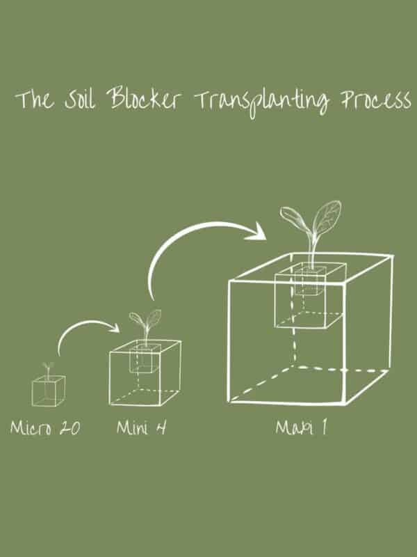 soil-blocker-transplanting-process